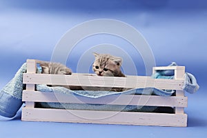 Kittens in a wooden crate