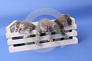 Kittens in a wooden crate