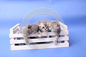 Kittens in a wooden crate