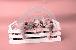 Kittens in a wooden crate