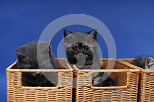 Kittens in a wooden crate, close-up view