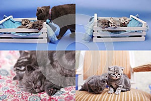 Kittens in a wooden crate, multicam grid 2x2 screen
