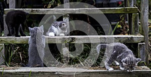 Kittens on Wooden Stairs