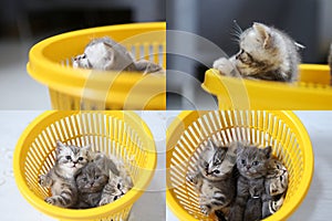 Kittens in yellow basket, multicam, grid 2x2 screen