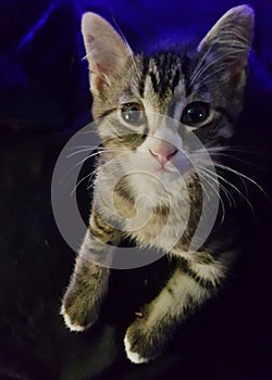 Kittie big eyes cat