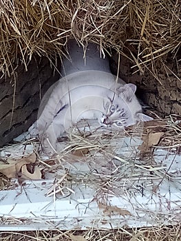 Kittie in a haystack