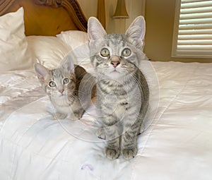 Kitties on bed