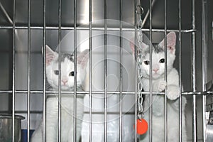 Kitties which want to be adopted. photo