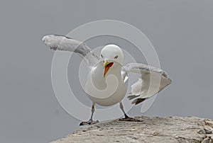 Kittiwake