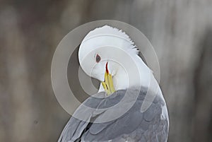 Kittiwake