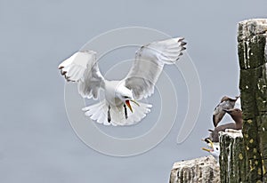 Kittiwake