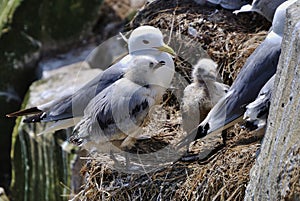 Kittiwake with chicks