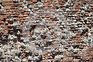 Kittiwake colony on Dunbar Castle ruins, Scotland.