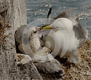 Kittiwake feeding her chick