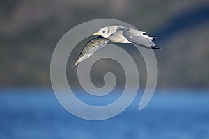 Volare Attraverso Oceano Acqua 