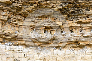 Kittiwake gull nesting on a cliff