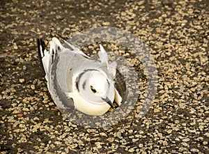 Kittiwake in hole in the road on a windy day