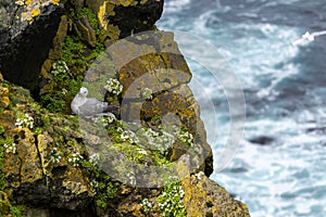 Kittiwake on Latrabjarg