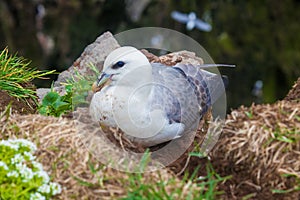 Kittiwake on a nest with two eggs