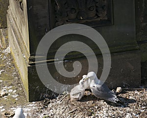 Kittiwake, Risa tridactyla, feeding chicks photo