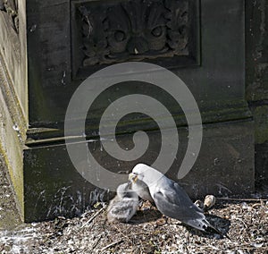 Kittiwake, Risa tridactyla, feeding chicks photo