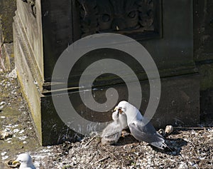 Kittiwake, Risa tridactyla, feeding chicks