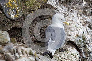 Kittiwake Rissa tridactyla on the cliffs of the Isle of May