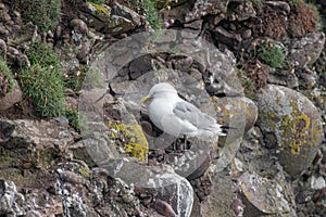 Kittiwake Rissa tridactyla on the cliffs of the Isle of May