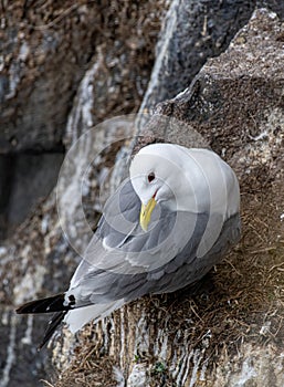 Kittiwake Rissa tridactyla on the cliffs of the Isle of May