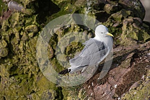 Kittiwake Rissa tridactyla on the cliffs of the Isle of May