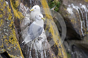 Kittiwake Rissa tridactyla on the cliffs of the Isle of May