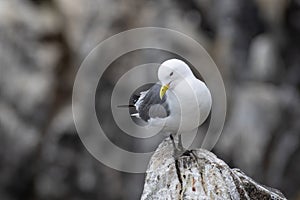 Kittiwake Rissa tridactyla on the cliffs of the Isle of May