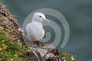 Kittiwake Rissa tridactyla on the cliffs of the Isle of May