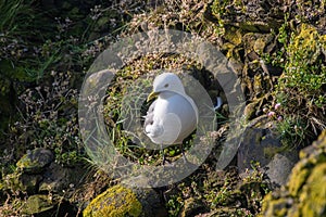 Kittiwake Rissa tridactyla on the cliffs of the Isle of May