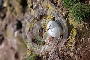 Kittiwake Rissa tridactyla on the cliffs of the Isle of May