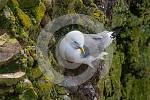 Kittiwake Rissa tridactyla on the cliffs of the Isle of May