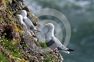 Kittiwake Rissa tridactyla on the cliffs of the Isle of May