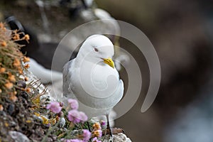 Kittiwake Rissa tridactyla standing on the cliffs