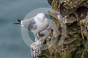 Kittiwake Rissa tridactyla standing on the cliffs