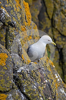 Kittiwake Rissa tridactyla standing on the cliffs