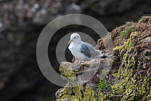 Kittiwake Rissa tridactyla standing on the cliffs