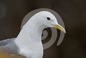 Kittiwake Rissa tridactyla standing on the cliffs