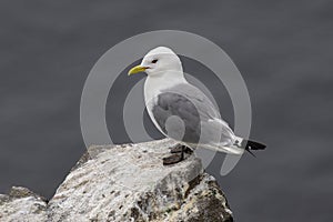 Kittiwake Rissa tridactyla standing on the cliffs