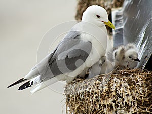 A kittiwake seagull with her chicks