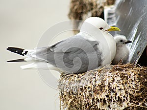 A kittiwake seagull with her chicks