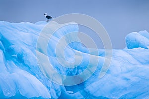 Kittiwake sitting on a iceberg i arktis