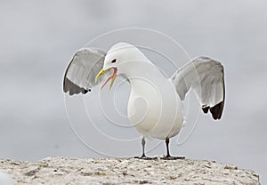 Kittiwakes