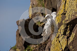 Kittiwakes