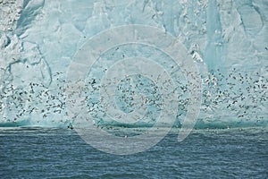 Kittiwakes Gathering near Brasvellbreen at Nordaustlandet, Svalbard