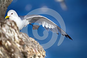Kittiwakes on ledges near nest and incubate